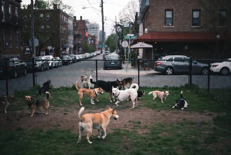 Bickford Park off-leash area in Little Italy