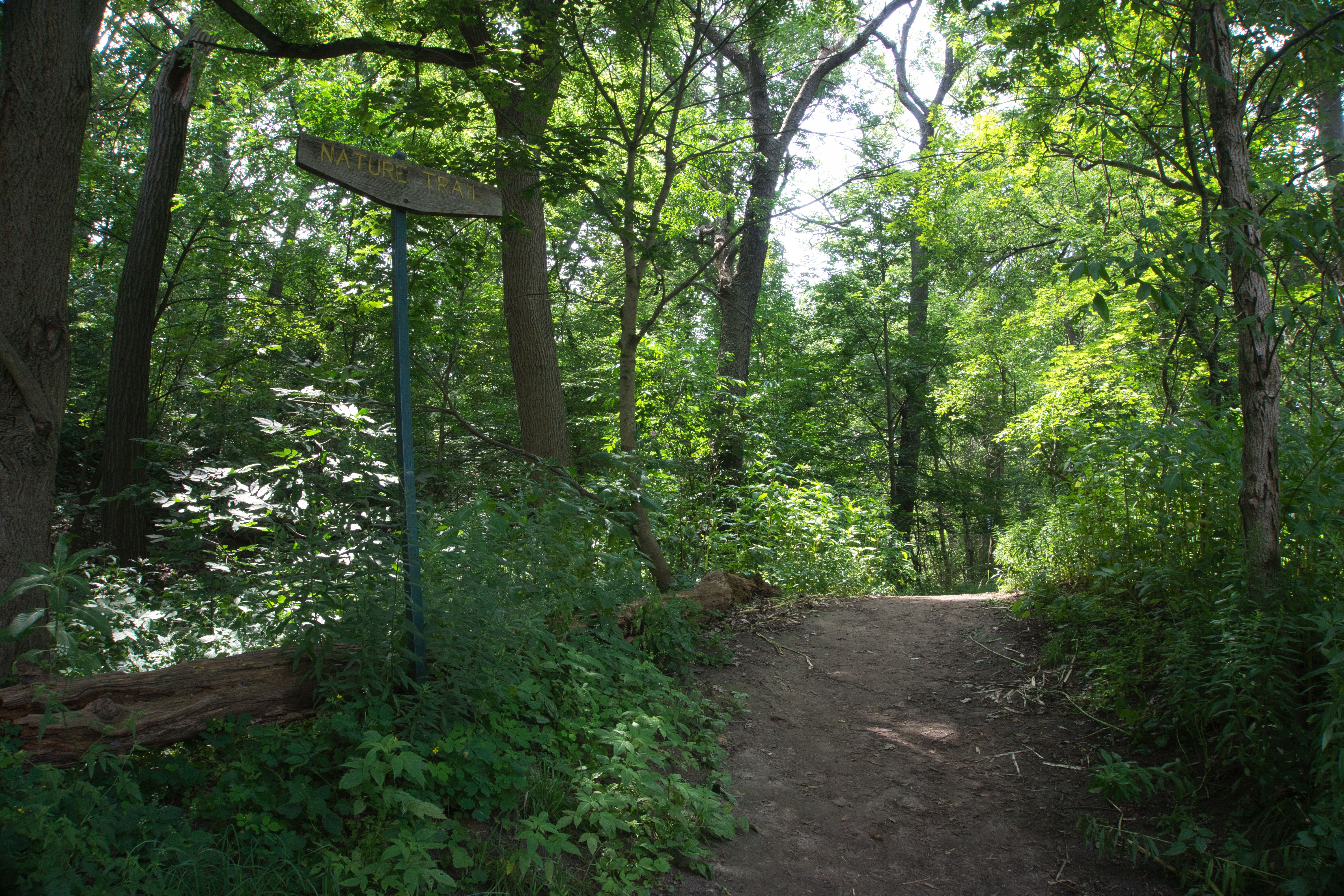 Wooded trail inside High Park, Toronto