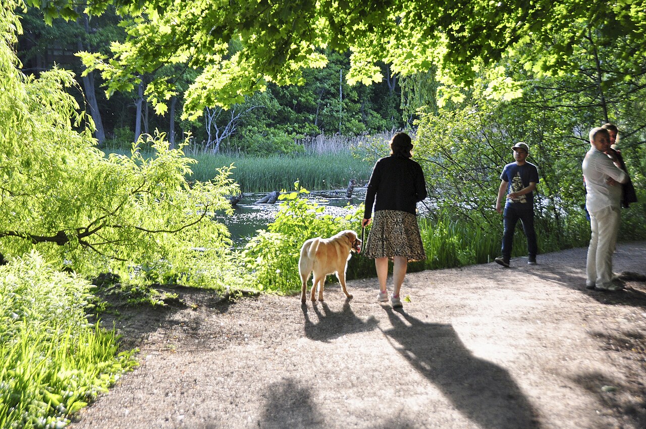 Dogs and walkers on a path in High Park, Toronto