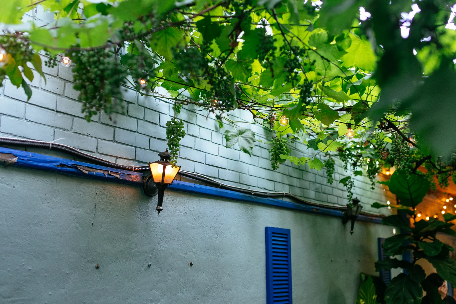 Paradise Grapevine Bloor patio photography from paradisegrapevine.com