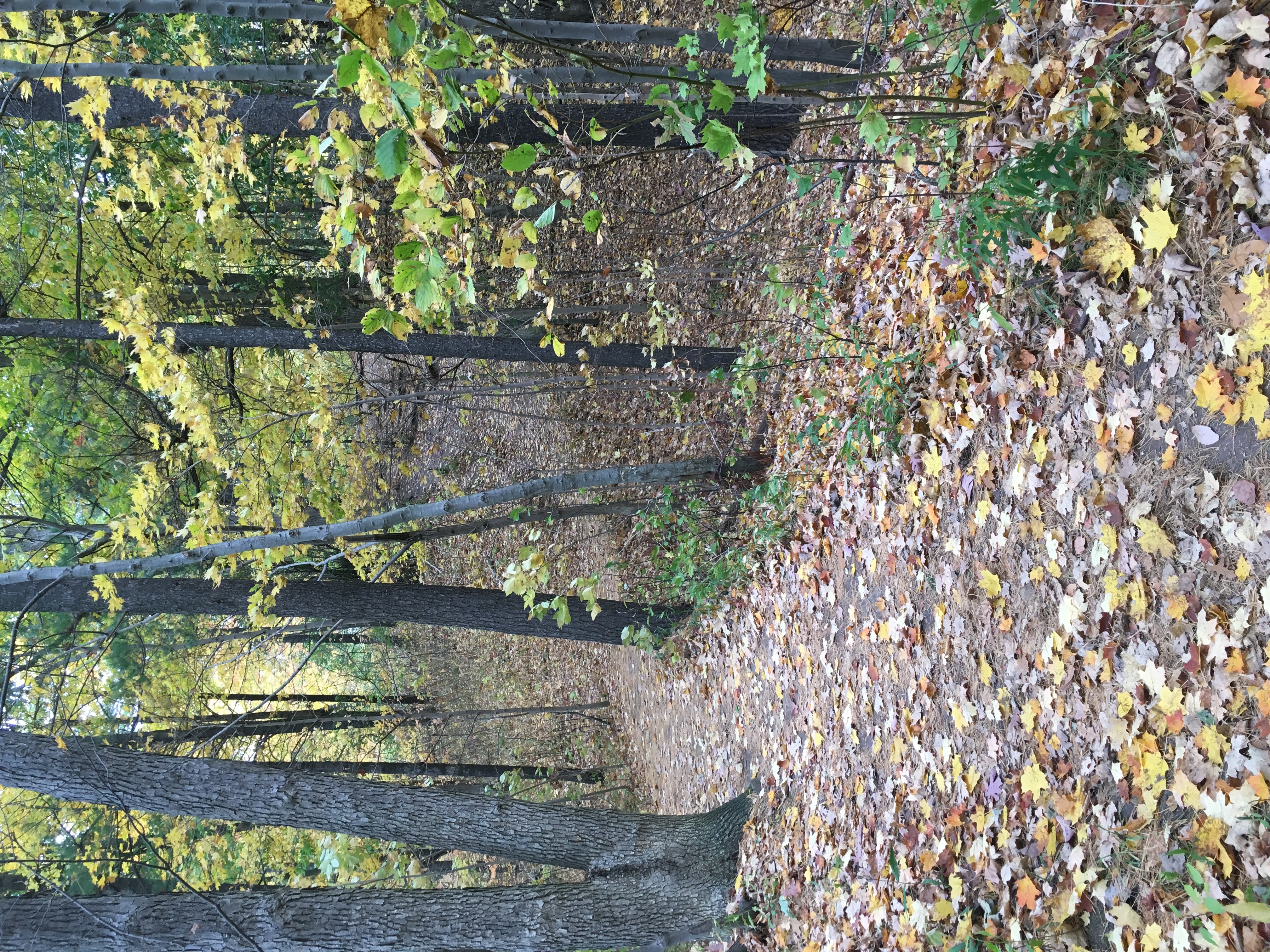 Vista Trail along a ridge in Rouge National Urban Park