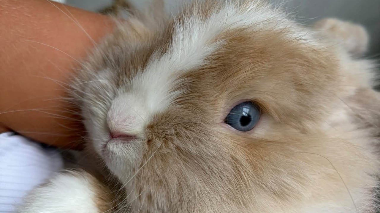 Biscuit the bunny, stolen from the Markham Fair, is safely back home