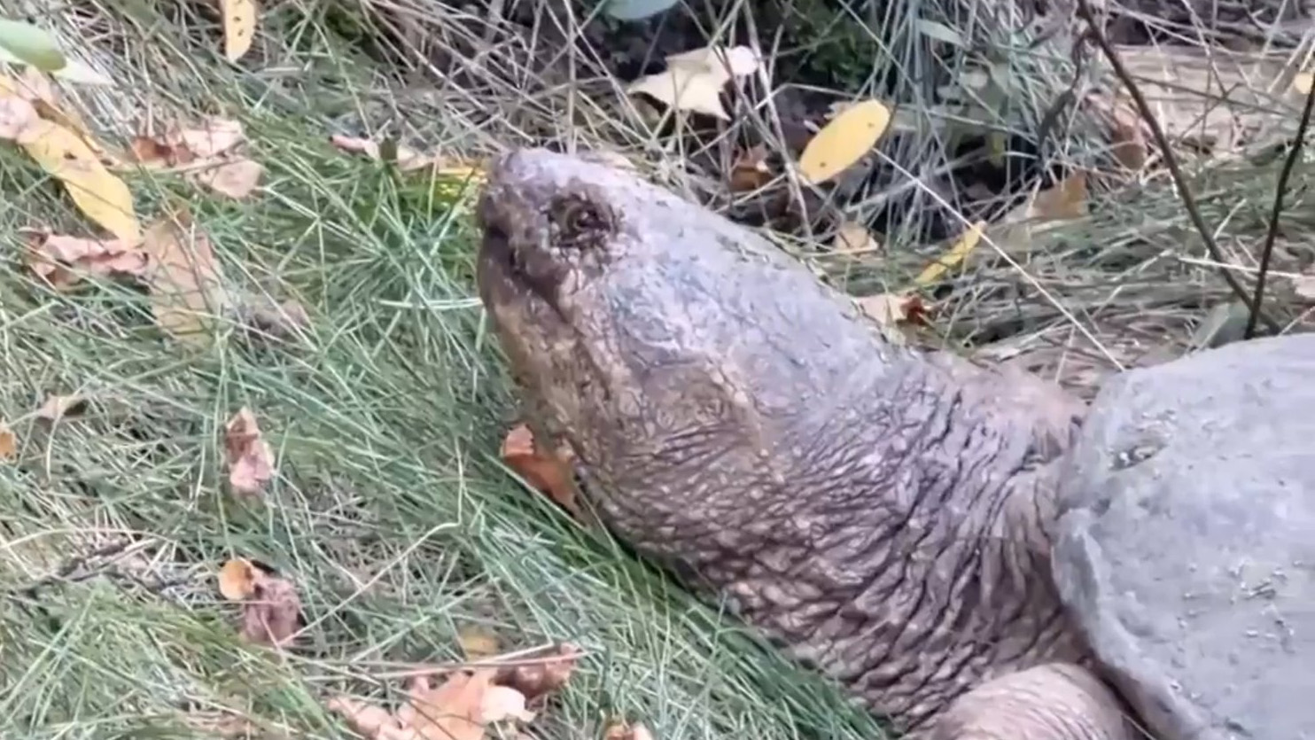High Park's 80-year-old snapping turtle needed a rescue amid wild temperature swings