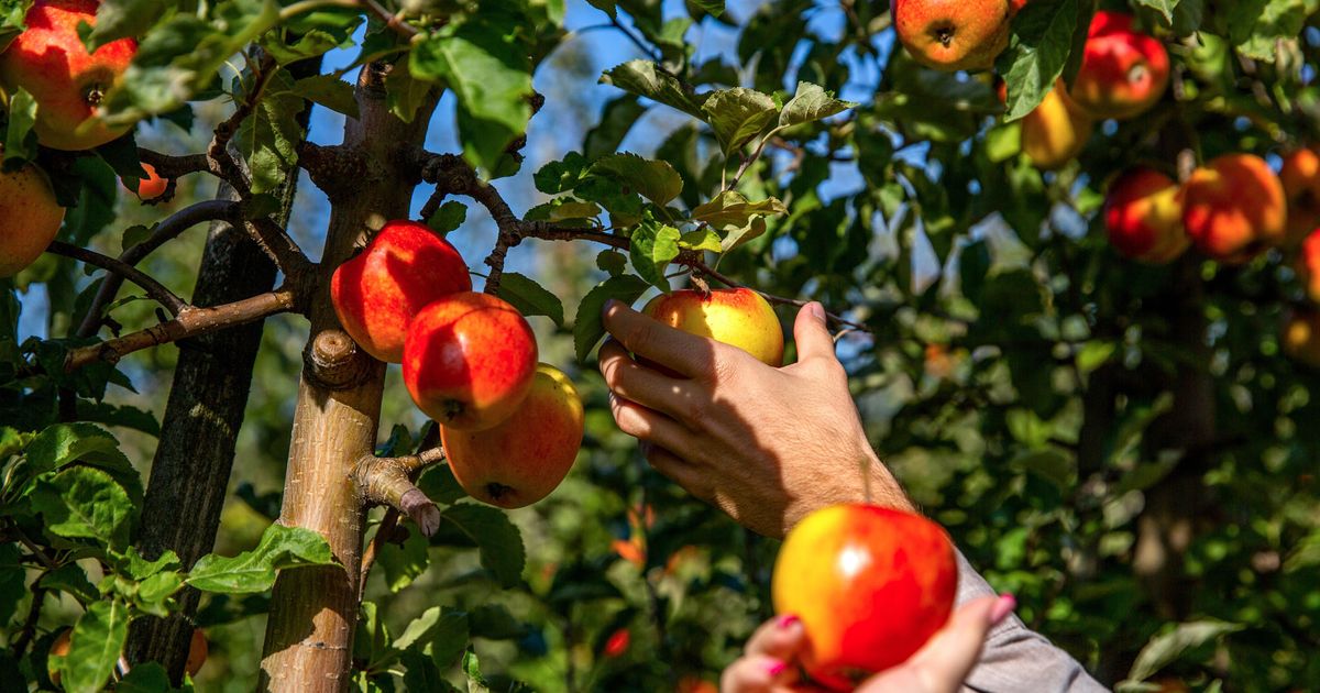 Shake Shack partners with Ontario's Chudleigh's Farm for seasonal menu item