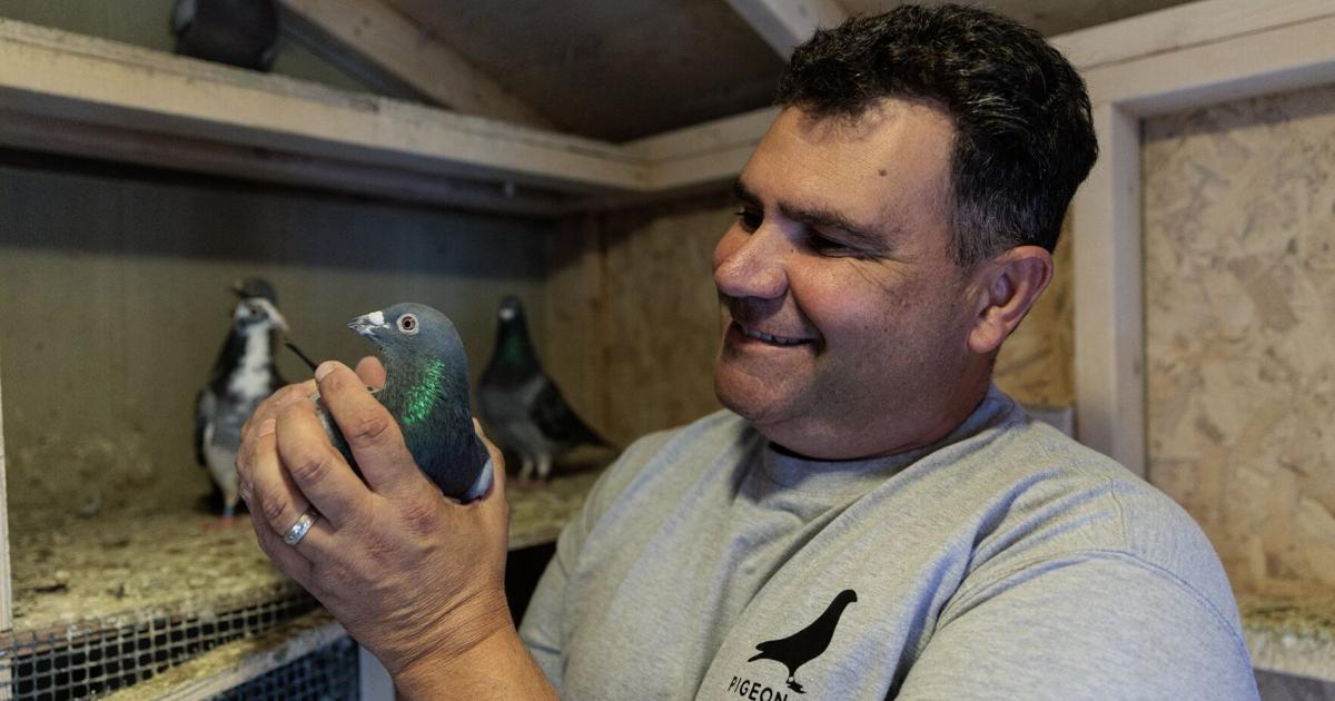 Pigeon racing is 'dying.' Can these Ontarians save their sport from extinction?