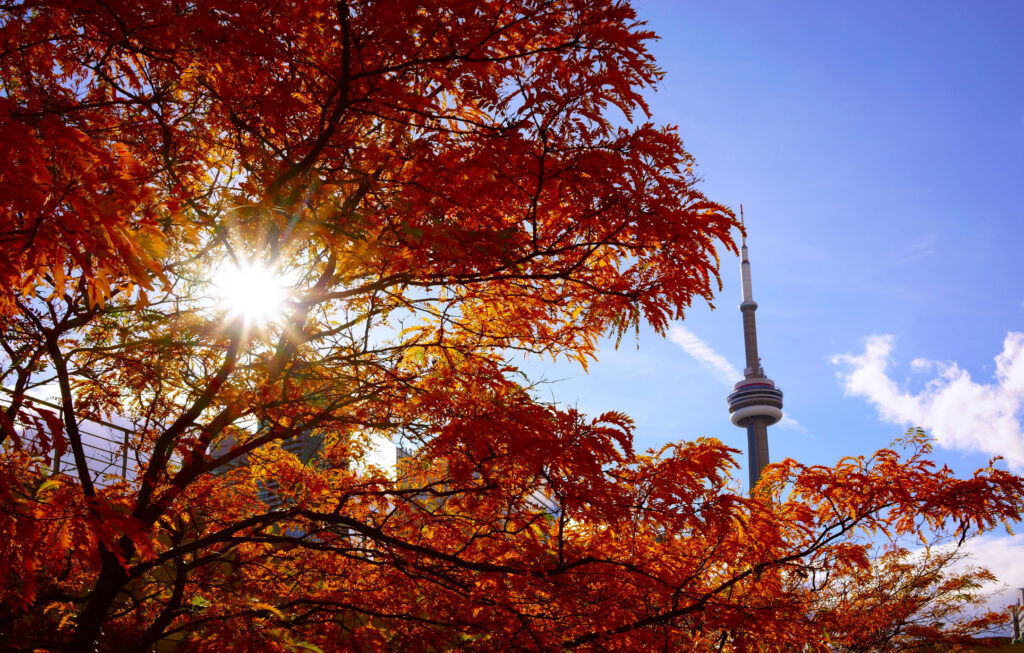Frost Risk Tonight, 20°C Wednesday, Then a Seasonal Thanksgiving Weekend