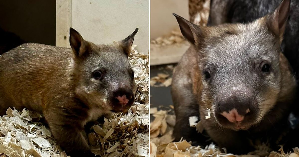 Toronto Zoo Just Welcomed a New Baby Wombat — and Needs Help Naming It
