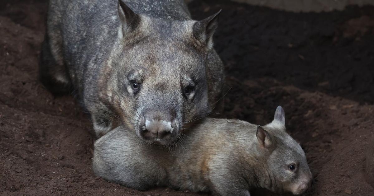 Toronto Zoo's baby wombat finally has a name: Clover