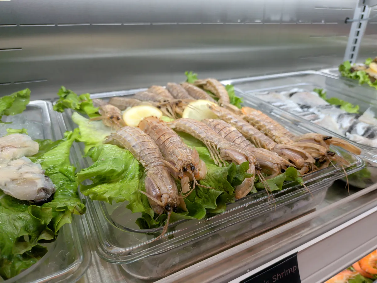 Close up of mantis shrimp in a display case
